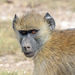 Baboon in Kenya