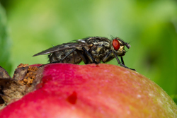 fruit_fly
