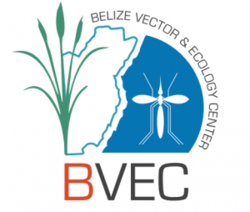 Bvec Logo