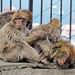 Bundle of Macaques - Gibralter