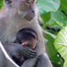 Macaque - Mother with baby - Singapore