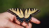 Eastern Tiger Swallowtail Butterfly Feature