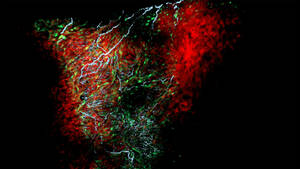 New cell, shown to regulate heart rate, discovered at University of Notre Dame